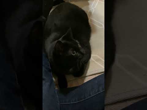 猫とコザクラインコの初対面#shorts