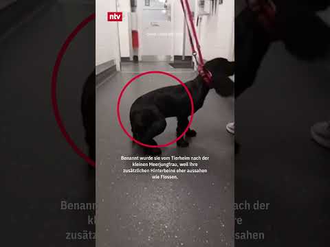 Hündin mit sechs Beinen in Wales ausgesetzt | #ntv #shorts
