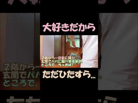 大好きだから　ただひたすら #shorts#shibainu #柴犬#大好き#ひたすら