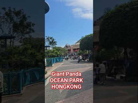 GIANT PANDA, OCEAN PARK HONGKONG #OFWHONGKONG #PINOYOFWBUHAYOFW #BIRTHDAYCELEBRATION