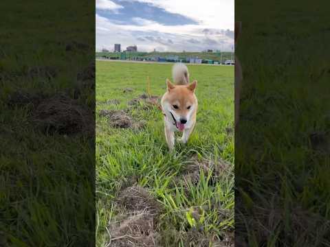 柴犬とん君の久しぶりの河川敷散歩と自然風景の魅力 サムネイル