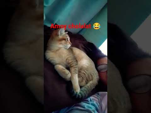 amoy cholalat 😂 #oldies #singer #vintage #cat #catfunny #kitten #catvideos #song  #catlovers #lover