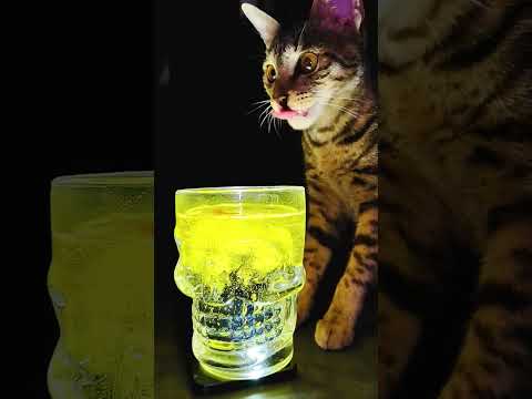 #cat #catvideos #catshorts #catlovers #catlove #catshorts #trending #trendingvideo