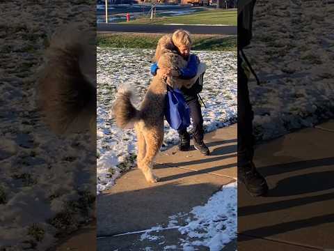 little boy won in life 🥹❤️‍🩹#dogsadmoments #dogmoments #sadmoments #doglover