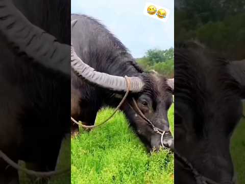 funny 🤣 video #funny #shorts #viral