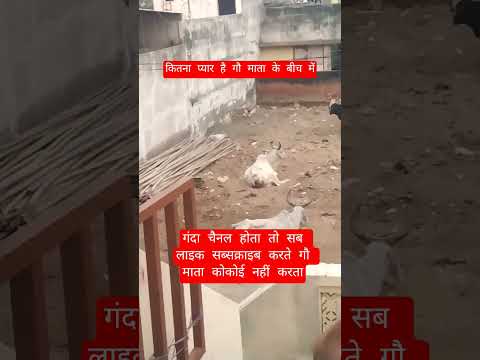 कितना प्यार है गौ माता के बीच में#13million #cow #motivation #100millon #gaumata #animalfarming