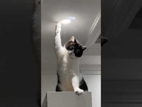 上完厕所出来看到这一幕 太好笑了🤣#猫的迷惑行为 #猫咪的日常#我的猫咪 #傻狗的日常 #funny #funnyvideos