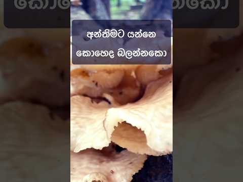 අන්තිමට කොහෙද ගිහින් වැටෙන්නේ බලන්නකෝ