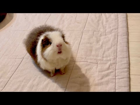 Um...?【モルモット】