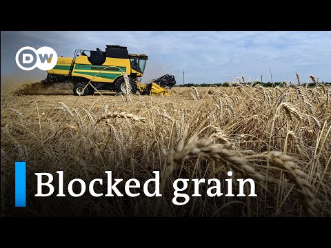 Can the Danube route be the way out for Ukraine's grain? I DW News