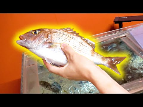【餌代5万円】2年間高級な魚介類だけを食べさせた『自宅で育てたマダイ』を食べてみたら味が衝撃すぎた、、