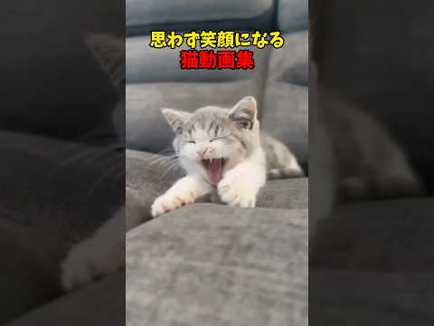 猫の動画サムネイル - ニッコニコ☺️ #猫 #cat #cats #cute