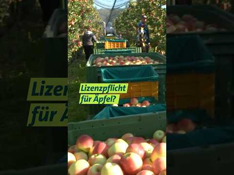 Clubapfel #unserland #kanzi  #apfelernte #landwirtschaft  #bodensee  #foodfacts #shorts