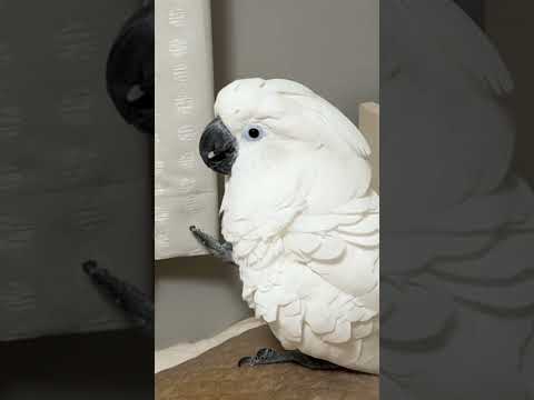 先日設置したおもちゃの結末… #shorts
