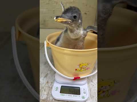 猫の動画サムネイル - 6/2ふ化🐣ジェンツーペンギン生後14日目