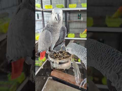 Gray parrot #parrot #grayparrot