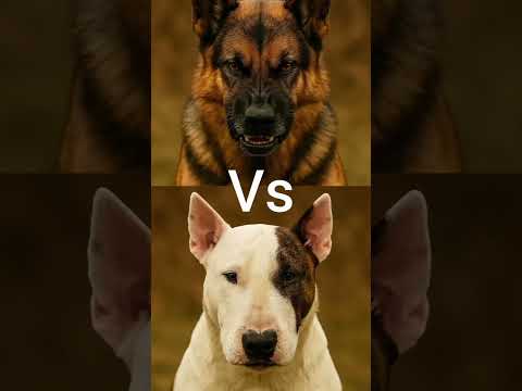 #animalfight #animals #dog #dogfight #pitbull #rottweiler #germanshepherd #edit #automobile