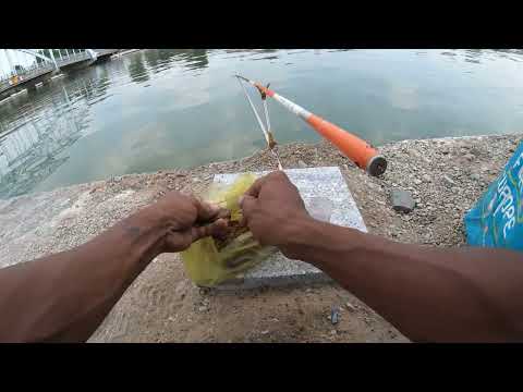 24h đi câu cá sông Đồng Nai. Đụng ổ cá chép giật đã tay. @chautientv