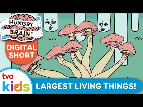 HUNGRY BRAIN 🧠 The Largest Living Things ON THE PLANET 🤯🌎 Fun Facts On TVOkids!