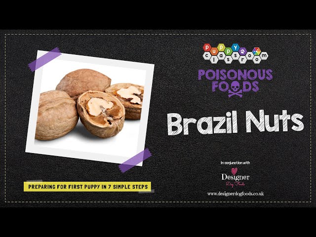 can-dogs-eat-brazil-nuts-hayfarmguy