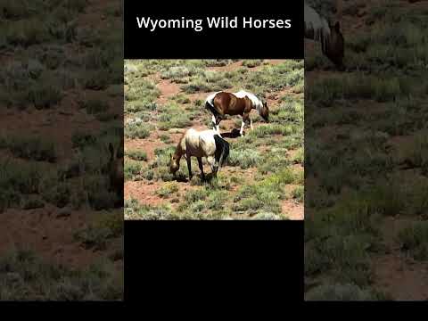 Wyoming Wild Horses 1