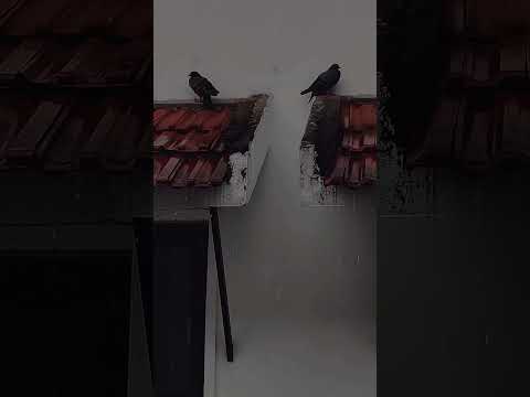 Mizhiyoram#nature #rainsong #