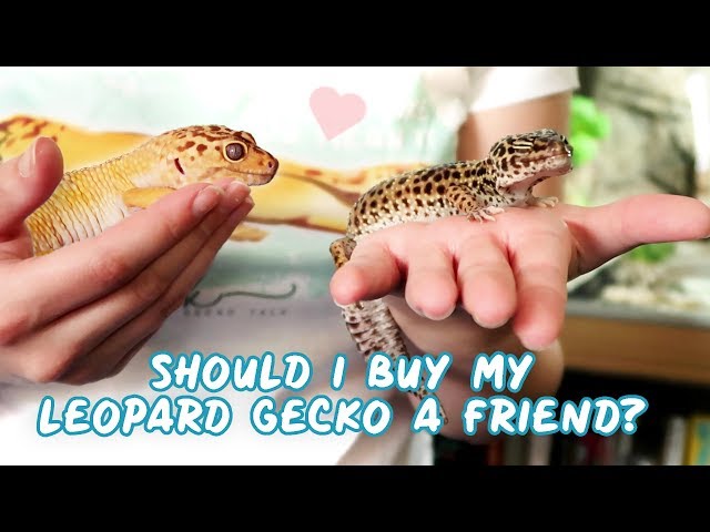 How Many Leopard Geckos Can Live Together?