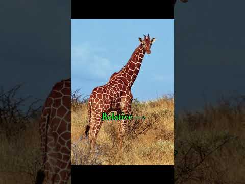 Giraffe’s relative a million years ago #ancientcreatures #giraffe fe #millionyearsago