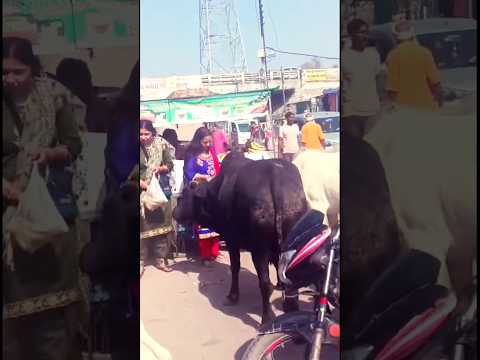 #shorts #shortvideo #shortsfeed #short #shortsviral #bhajan #krishna #krishnabhajan #music #food