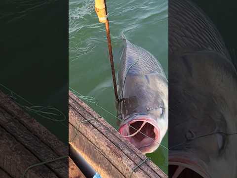 আজ তো কপাল খুলে গেছে ।। আমরা ধারণা করতে পারিনি 😱 যে এত বড় কাতলা মাছ আমাদের বড়শিতে বাধবে #katlafish
