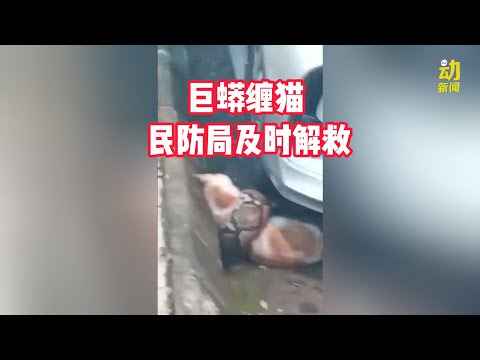 动新闻｜巨蟒大街上缠猫咪  民防部队赶来解救