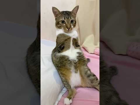 猫の動画サムネイル - OMG