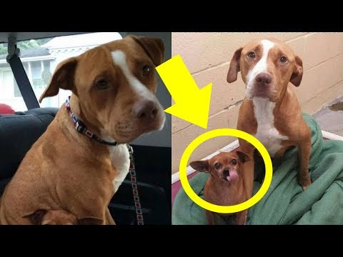 This Pit Bul Wouldn't Leave The Shelter Without The Chihuahua He Was Protecting So The Owner ... - UCOaD4JxNYk29LHbHTOx3SQA