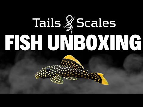 Brazil Fish Unboxing - Tons of Plecos! We hope you liked our second fish unboxing on this channel. I know there are a lot of catfish enthus