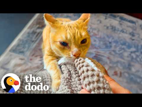 Photo for: Cat Won’t Stop Delivering His Blankies To Mom | The Dodo