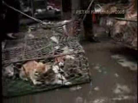 為何在中國走路踩不到狗屎!看 不到野貓!