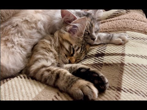 Maine Coon Kittens (1st Day at home) #cat #kittens #mainecoon #cute #cutecat #funny #pets