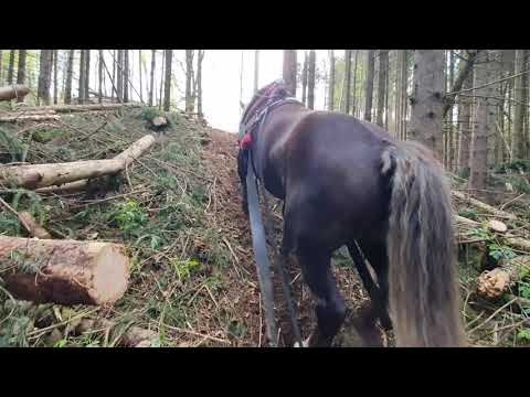 S koněm v lese