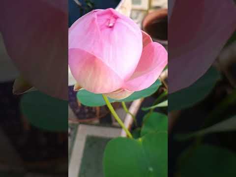 🙏🕉️Finding peace amidst chaos💞📈