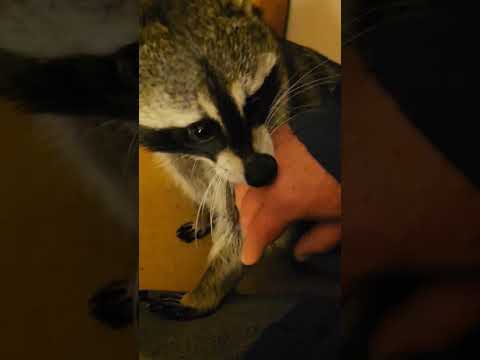 Tigger The Raccoon Pushing The Boundaries! #raccoonlivesmatter #raccoon #cute #wildlife #petraccoon