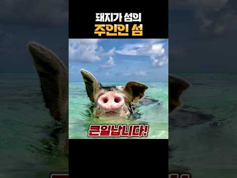 돼지가 섬의 주인인 섬🐷