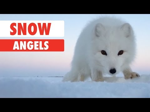 Snow Angels | Animals Playing In The Snow - UCPIvT-zcQl2H0vabdXJGcpg