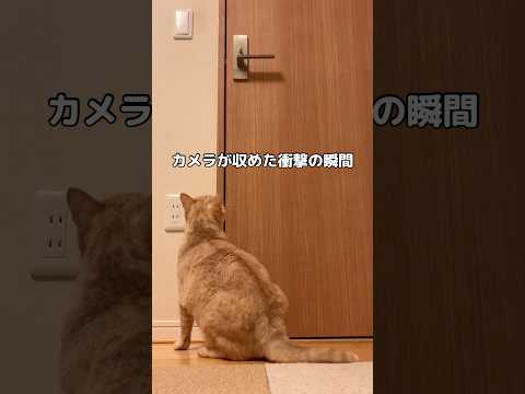 自立してしまった猫 #茶トラ #トラ猫 #猫 #shorts サムネイル