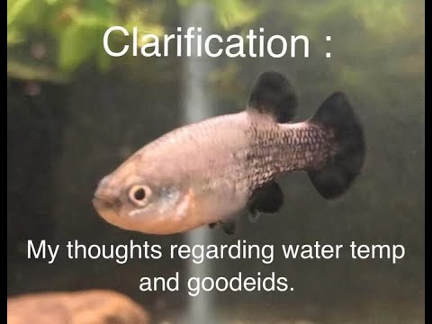 Clarification : My Thoughts Regarding Water Temp a Sharing information from personal experience and information sharing from other hobbyists and  field