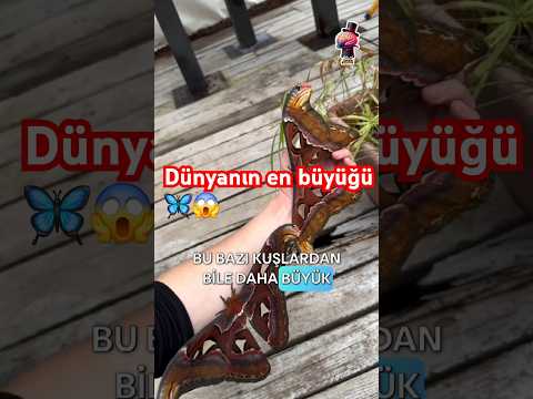 Dünyanın en büyüğü🦋😱