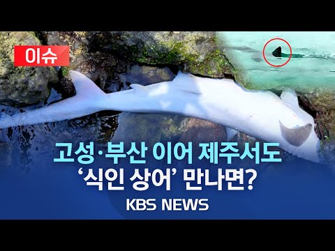 🔴[이슈]제주 서귀포시 해안 상어 사체 발견…사람 공격하는 무태상어/온난화로 출몰 잦아져…"자극 말고 피하세요"/2023년 6월 17일(토)/KBS