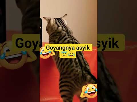 kucing goyang lucu#kucing#lucu#cat#shorts