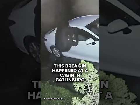 Bear breaks into car for <strong>Burger</strong> <strong>King</strong>