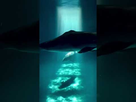 美しすぎるイルカプール（ショートver）