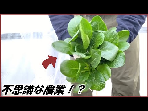 蟻戦争 帰ってきたありじゃむは「不思議な農業」で大金を稼ごうとしている。編～mysterious agriculture～